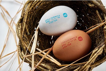 egg market egg market